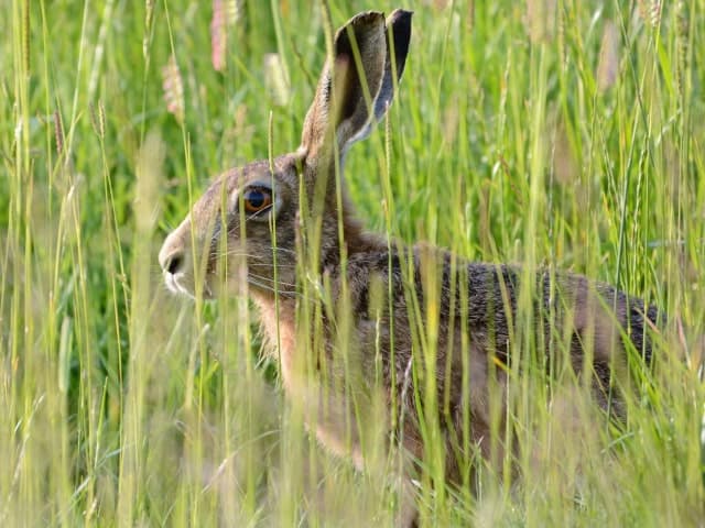 Photo credit - Dave Morrison Hare